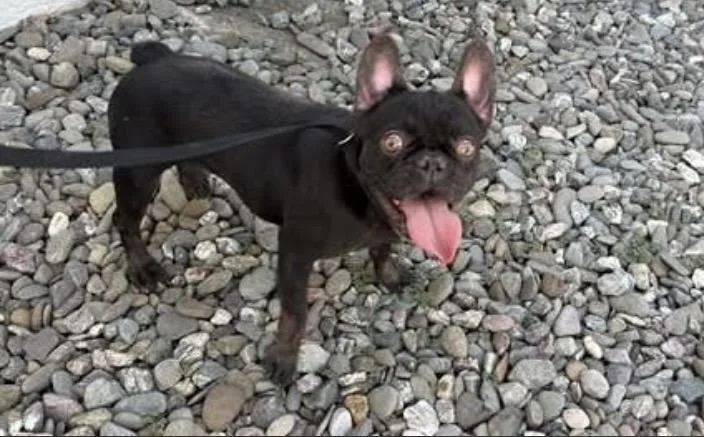 An adult small-sized female French Bulldog dog named Caroline for adoption in modesto, CA