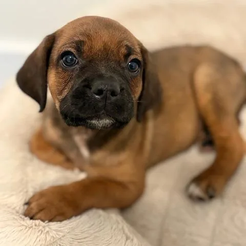 A baby small-sized male Brown / Chocolate Mixed Breed dog named Rowan for adoption in Staten Island, NY