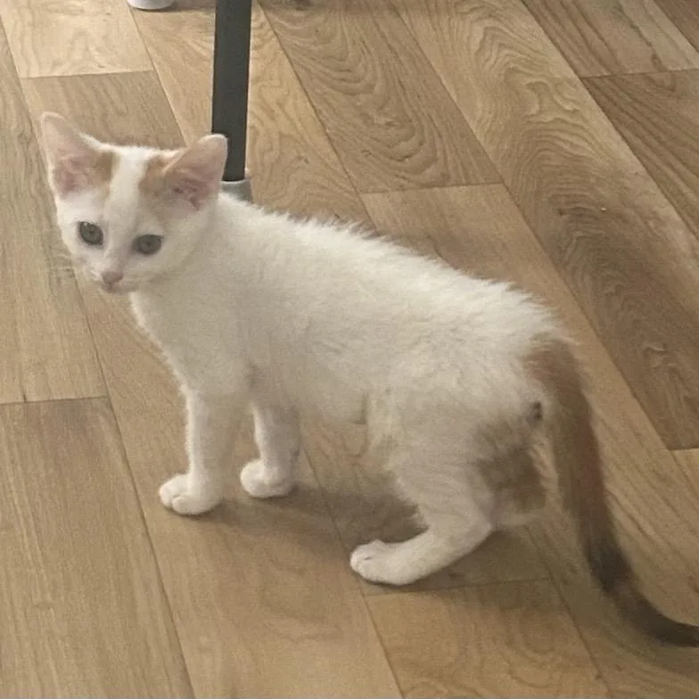 A baby small-sized female White Domestic Short Hair cat named State for adoption in Greensboro, NC