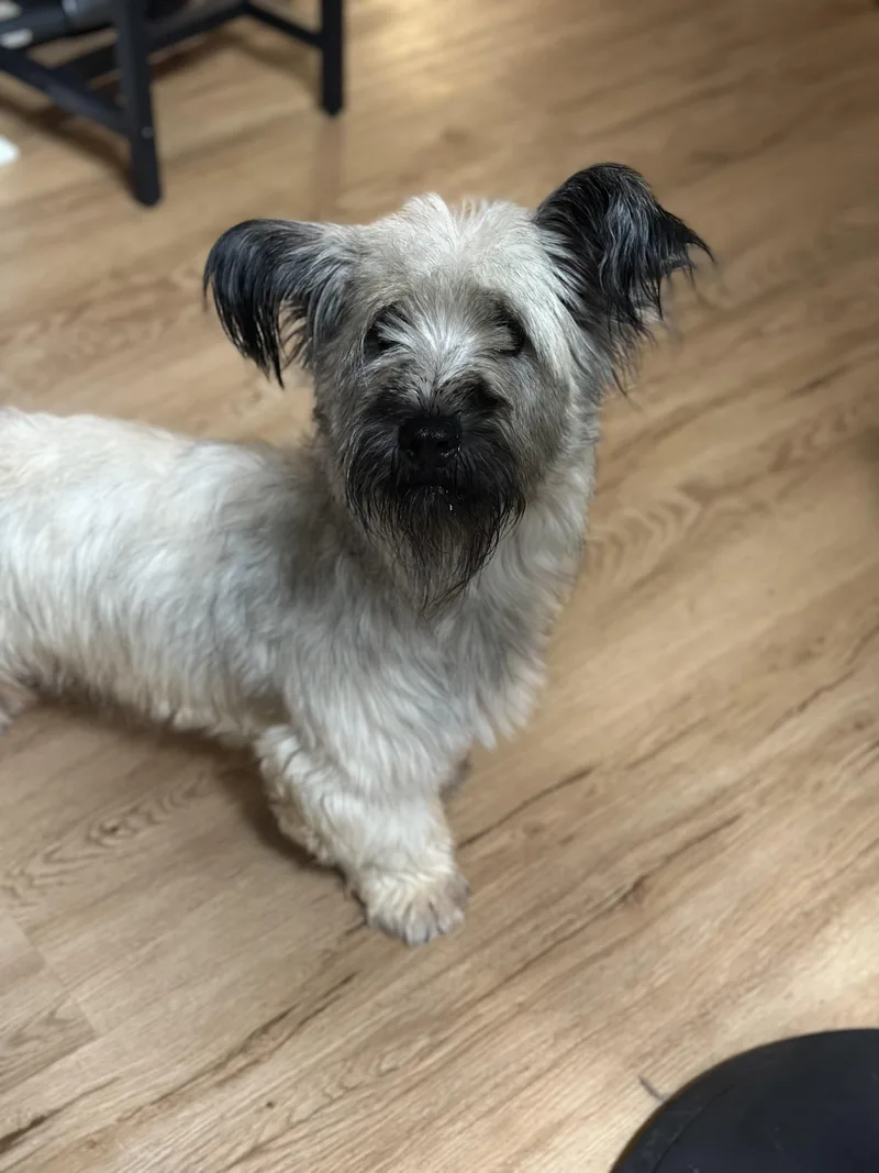 A young small-sized female Skye Terrier dog named Gnocchi for adoption in Atlanta, GA