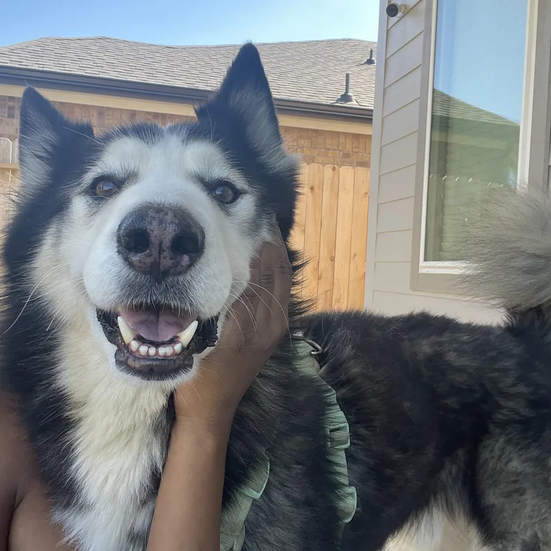 A senior medium-sized male White / Cream Husky dog named Daniel Aka Danny Boy for adoption in Richmond, TX