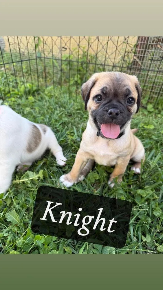 Knight
