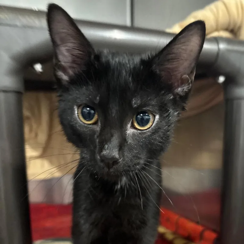 A baby small-sized male Black Domestic Short Hair cat named Pawdrick for adoption in Fairmont, WV