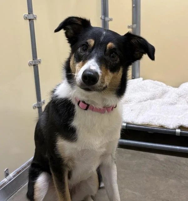 An adult medium-sized female Australian Shepherd dog named Willow for adoption in Sioux City, IA