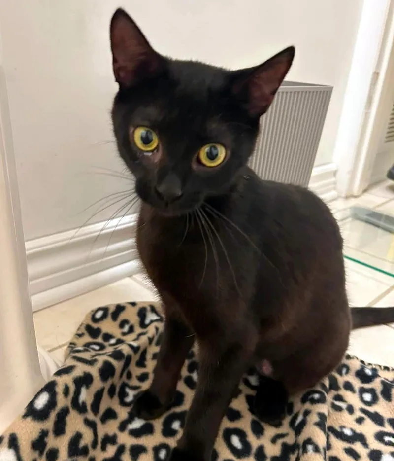 A young medium-sized female Black Domestic Short Hair cat named Bella for adoption in Pittsburgh, PA