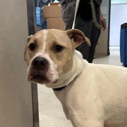 An adult medium-sized female Brown / Chocolate Mixed Breed dog named Halle for adoption in Jacksonville, FL