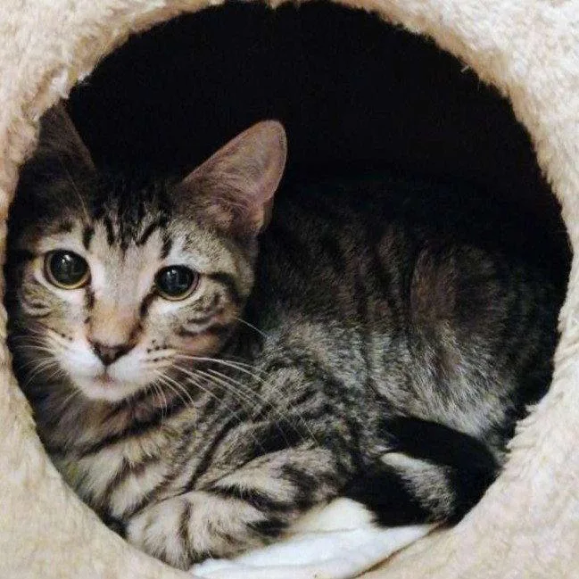 A baby medium-sized male Domestic Short Hair cat named Mr. Bennet for adoption in Laramie, WY