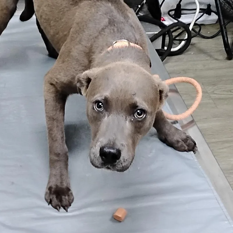 An adult medium-sized male Gray / Blue / Silver Mixed Breed dog named Hansel for adoption in Summerville, SC