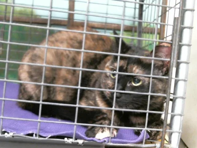 A young large-sized female Domestic Short Hair cat named Zoe for adoption in Houston, TX