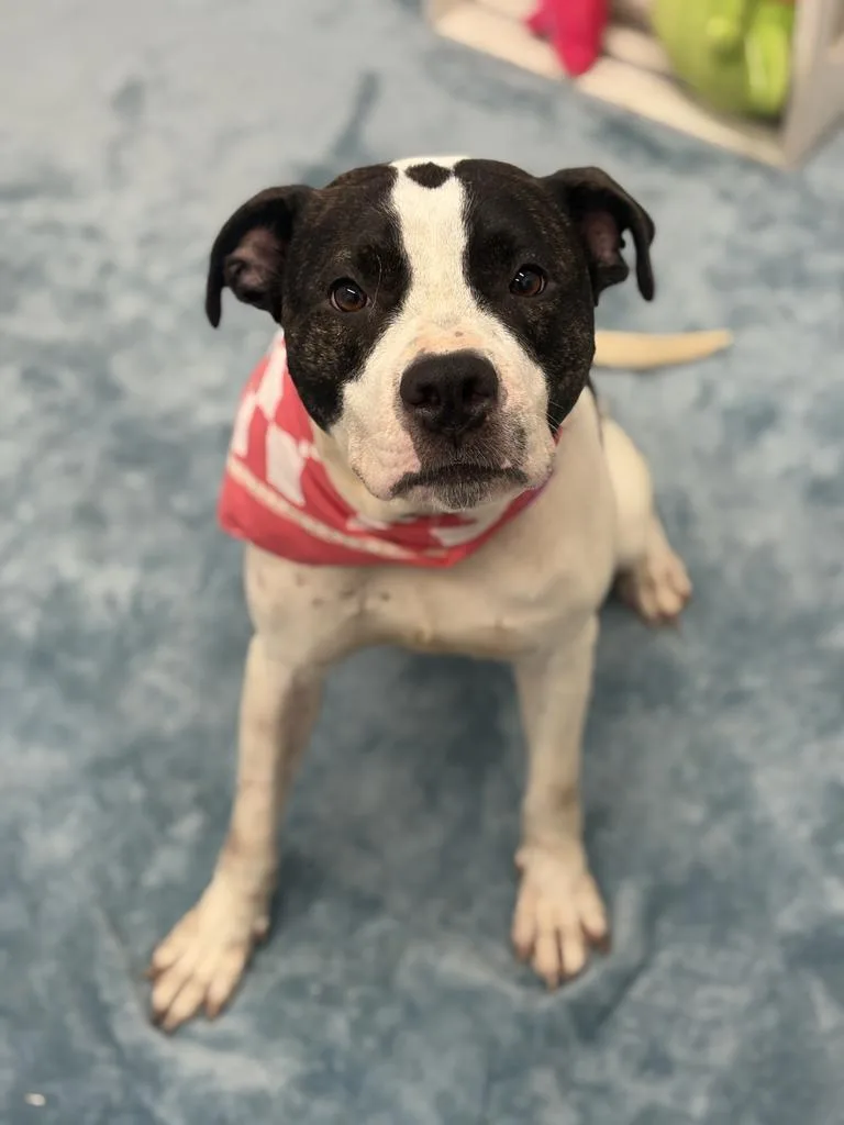A young medium-sized female American Bulldog dog named Red Robin for adoption in Detroit, MI
