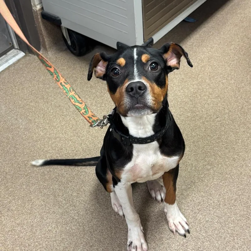 A young medium-sized female Black Doberman Pinscher dog named Smores for adoption in Hinesville, GA