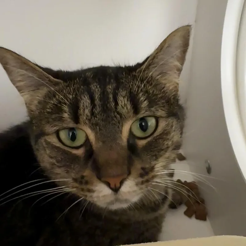 An adult large-sized female Domestic Short Hair cat named Aly for adoption in Cumming, GA
