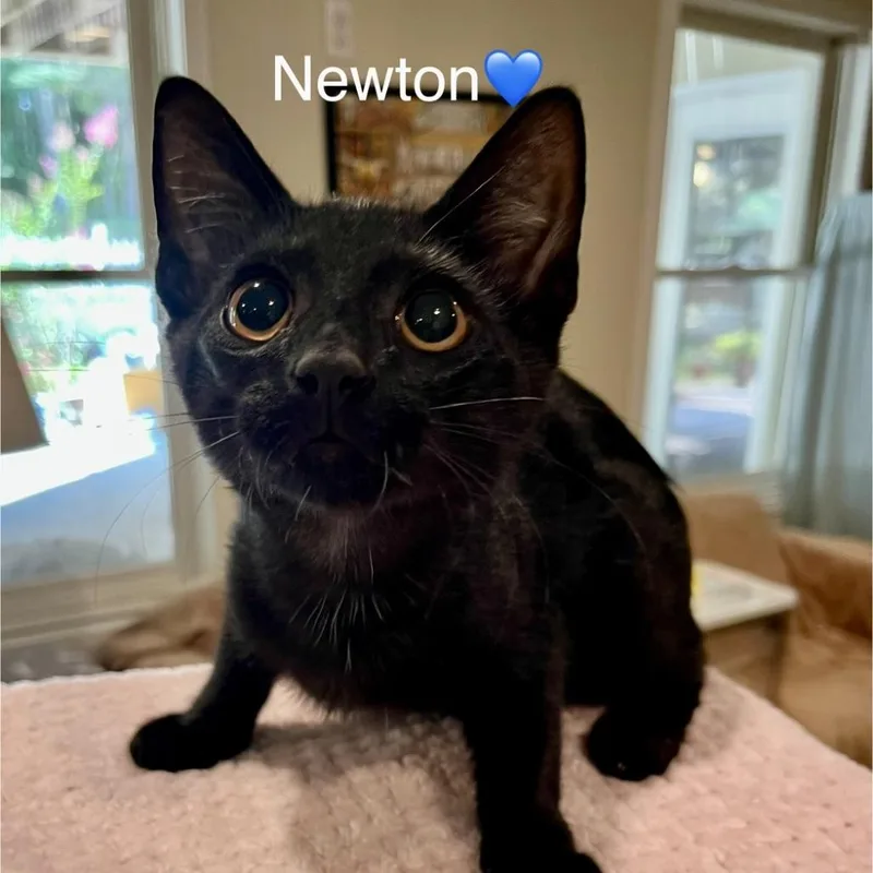 A baby small-sized male Black Domestic Short Hair cat named Newton for adoption in Peachtree City, GA