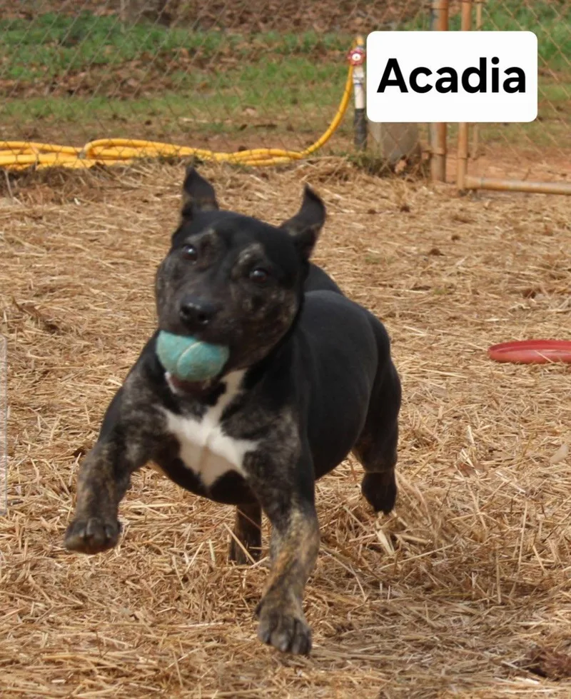 An adult medium-sized female American Staffordshire Terrier dog named Acadia Dixon for adoption in Rockaway, NJ