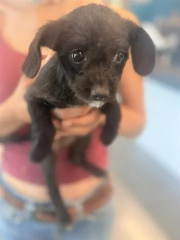 A baby small-sized female Terrier dog named Eclipse for adoption in San Martin, CA