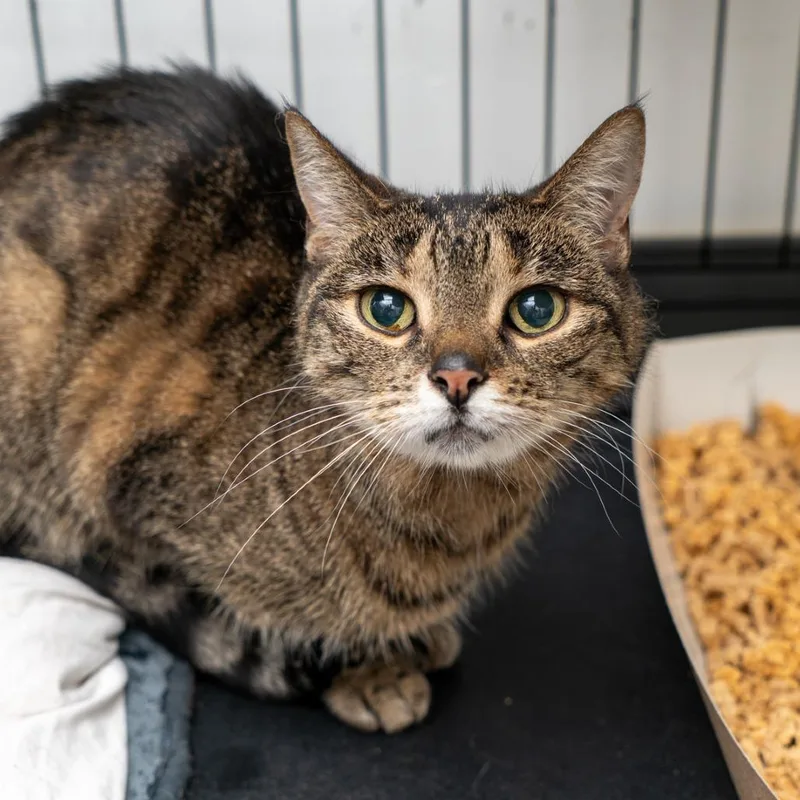 A senior medium-sized female Brown / Chocolate Domestic Short Hair cat named Louise for adoption in New York, NY
