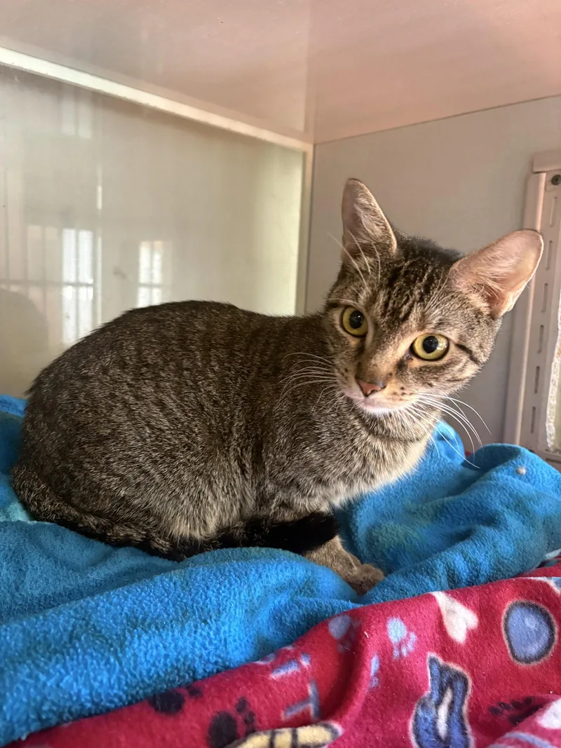 An adult small-sized female Domestic Short Hair cat named River for adoption in Yardley, PA