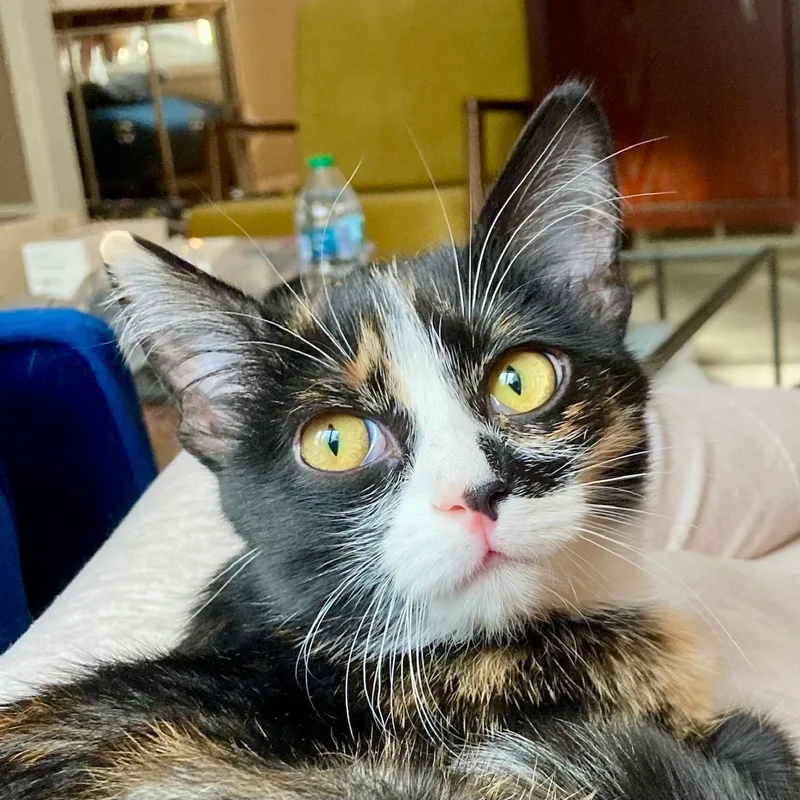A young medium-sized female Domestic Medium Hair cat named Phoenix for adoption in Blaine, MN
