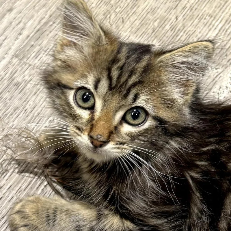 A baby small-sized male Brown / Chocolate Domestic Medium Hair cat named Axel for adoption in Escondido, CA