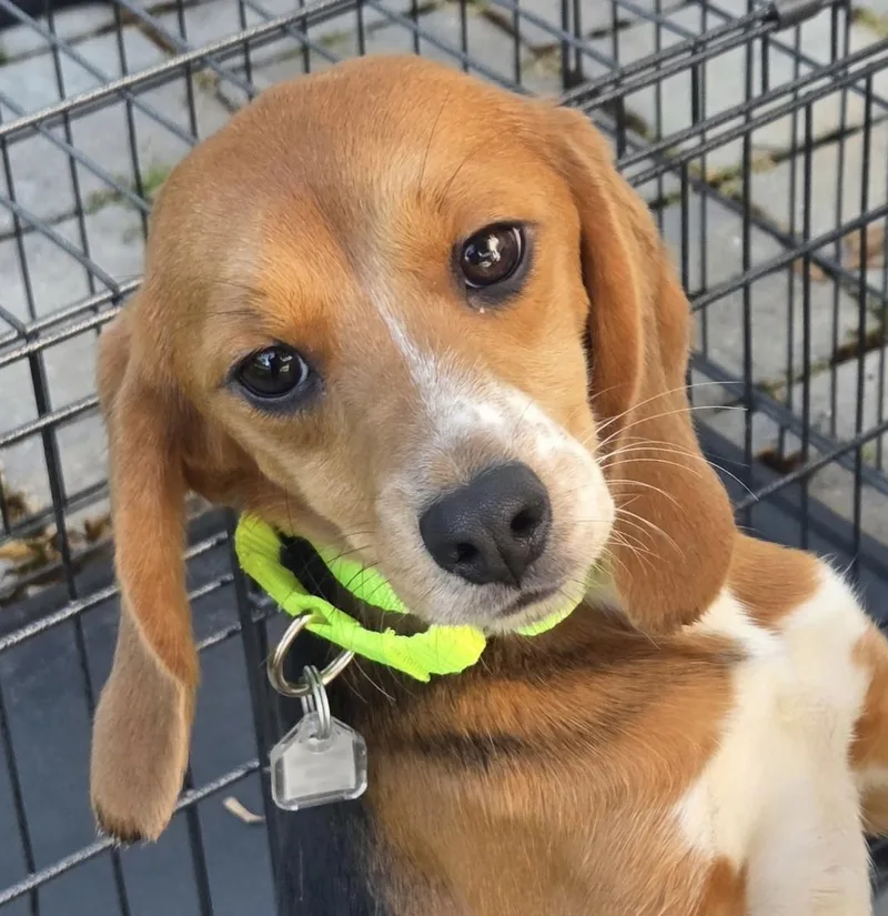 A young small-sized female Beagle dog named Bella for adoption in South Plainfield, NJ