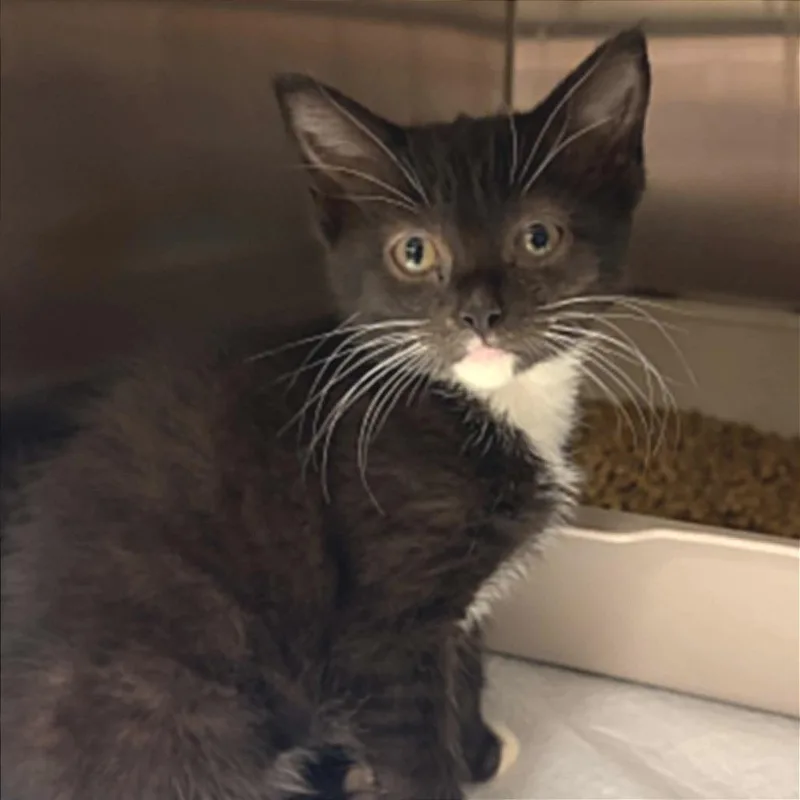 A baby small-sized female Black Domestic Short Hair cat named Kit for adoption in Concord, NC