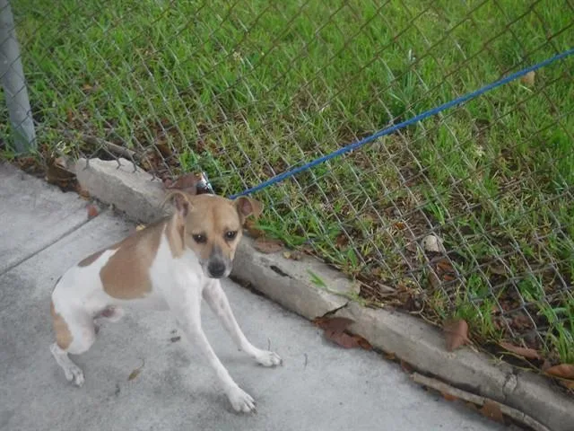 An adult medium-sized male Parson Russell Terrier dog named Theo for adoption in Miami, FL