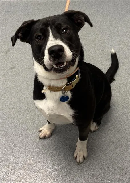 A young medium-sized female Pit Bull Terrier dog named Luna for adoption in Indianapolis, IN