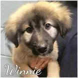 A young medium-sized female Apricot / Beige Dutch Shepherd dog named Winnie for adoption in Commerce, TX