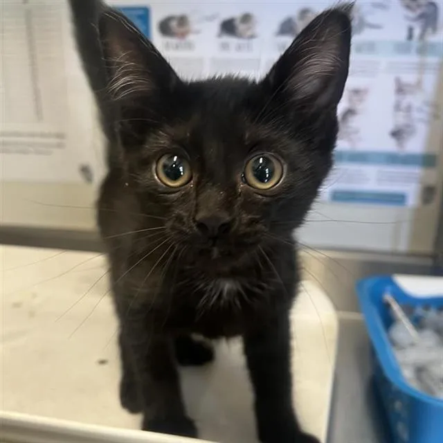 A baby small-sized female Domestic Short Hair cat named Debbie for adoption in San Antonio, TX
