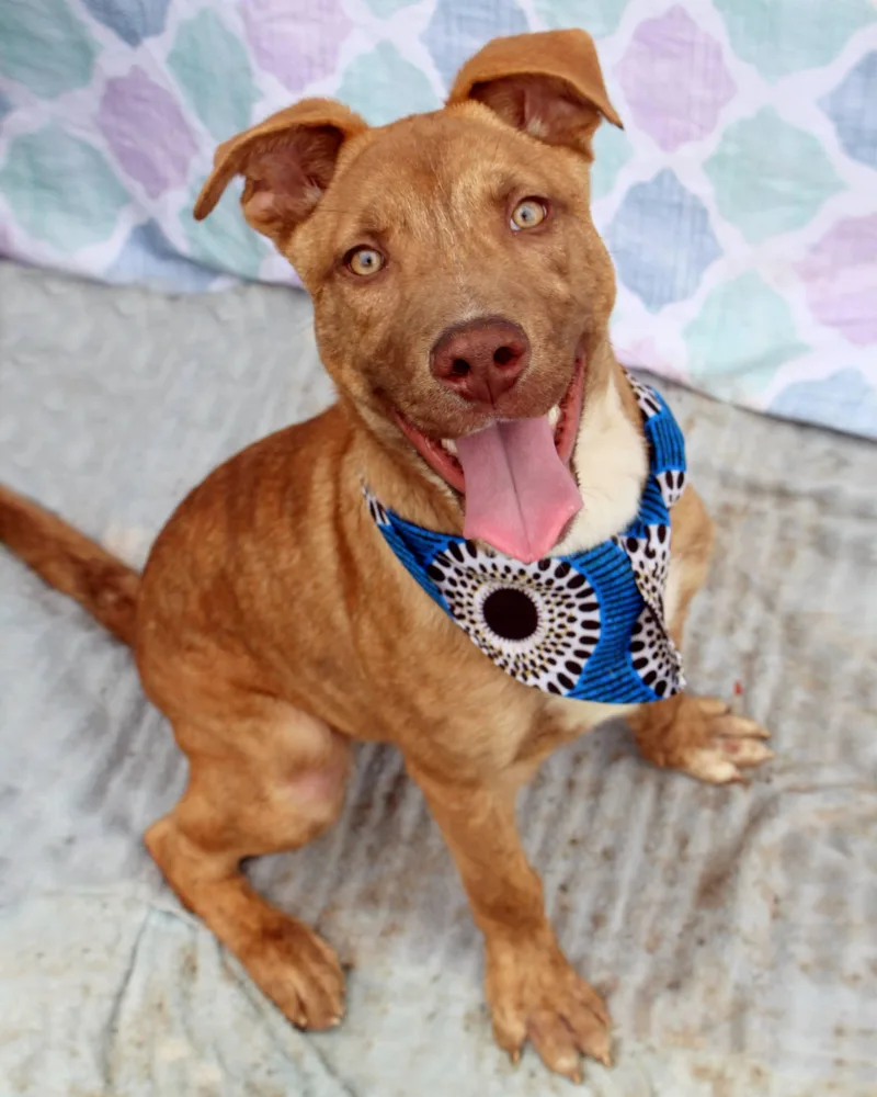 A baby large-sized male Golden American Staffordshire Terrier dog named Abster for adoption in Gulfport, MS