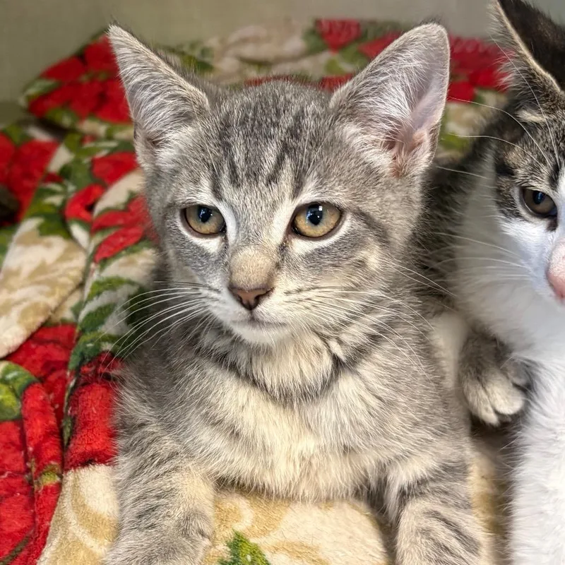 A baby small-sized male Gray / Blue / Silver Domestic Short Hair cat named Jon Stewart for adoption in Monroe, MI