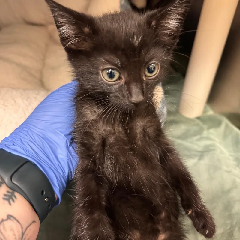 A baby small-sized male Black Domestic Short Hair cat named Lafayette for adoption in Lynchburg, VA