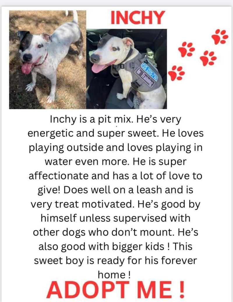 An adult medium-sized male Pit Bull Terrier dog named Inchy for adoption in Denison, TX