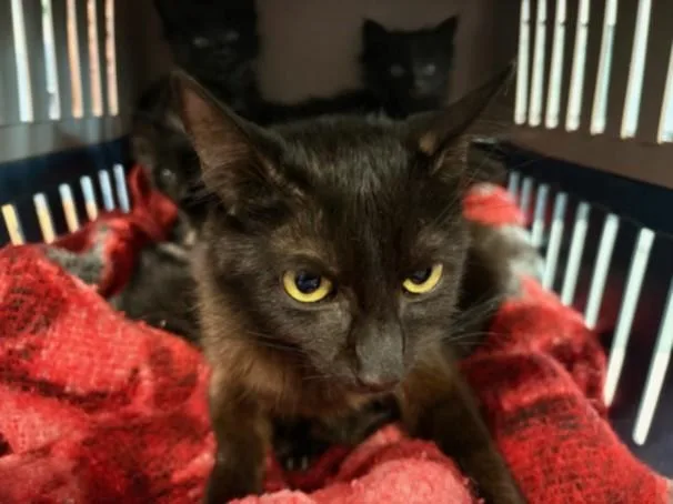 A young medium-sized female Domestic Short Hair cat named Zinnia for adoption in Chatsworth, CA