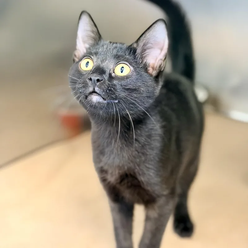 A baby medium-sized female Black Domestic Short Hair cat named Jana for adoption in Jackson, NJ