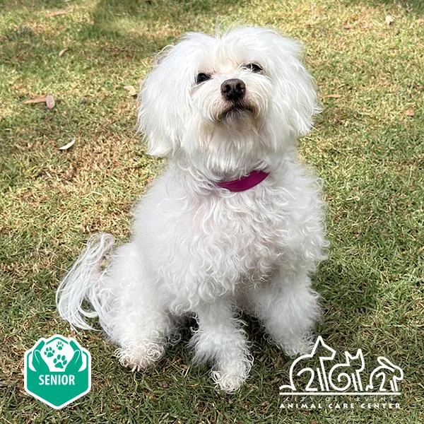 A senior small-sized female Poodle dog named Lily for adoption in Irvine, CA