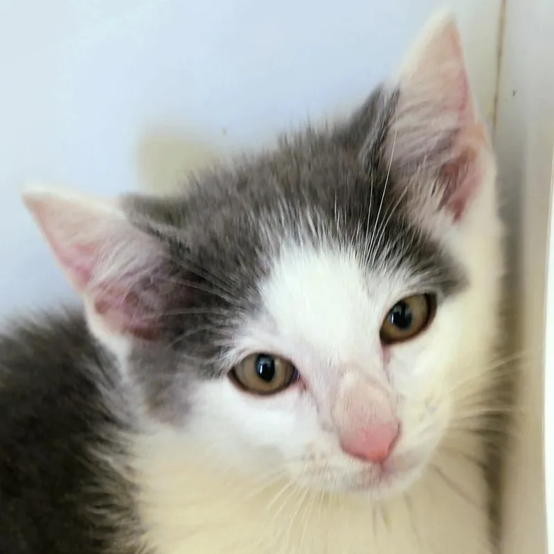 A baby small-sized male Domestic Short Hair cat named Zeke for adoption in Cumming, GA