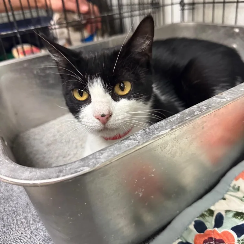 An adult medium-sized female Black Domestic Short Hair cat named Twyla for adoption in Hamburg, NY