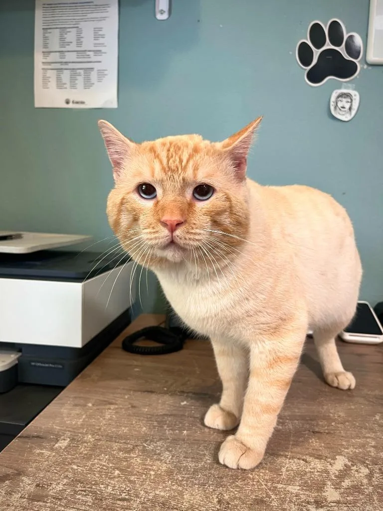 An adult medium-sized male Domestic Short Hair cat named Meatball for adoption in Los Angeles, CA