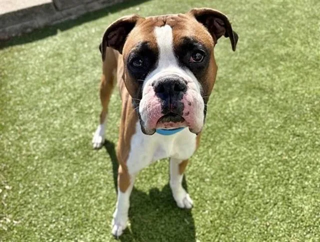An adult large-sized male Boxer dog named King for adoption in Saint Louis, MO