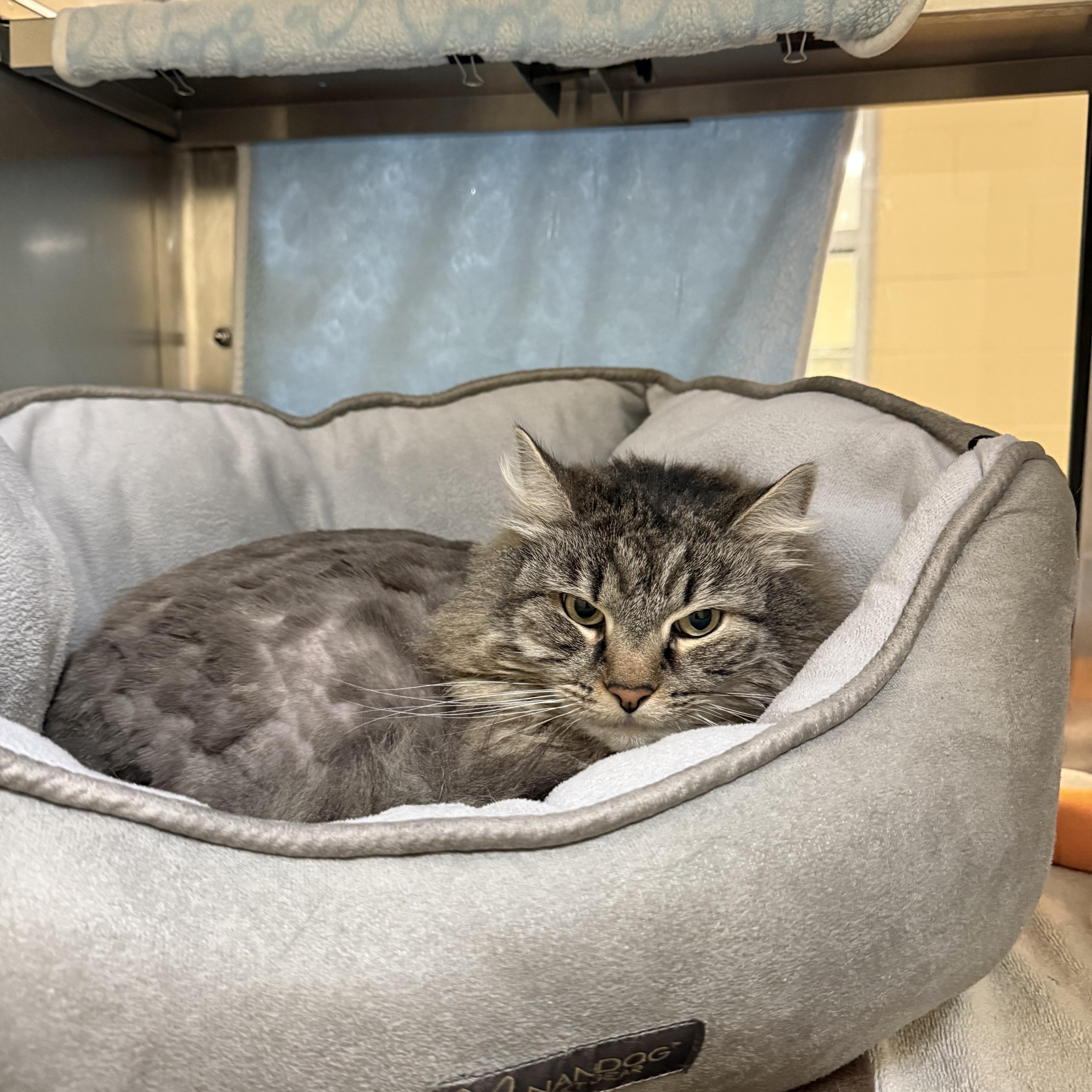 A senior large-sized female Domestic Long Hair cat named Millie for adoption in Brownsville, VT
