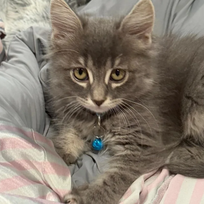 A baby medium-sized female Gray / Blue / Silver Domestic Medium Hair cat named Whitney for adoption in Brentwood, CA