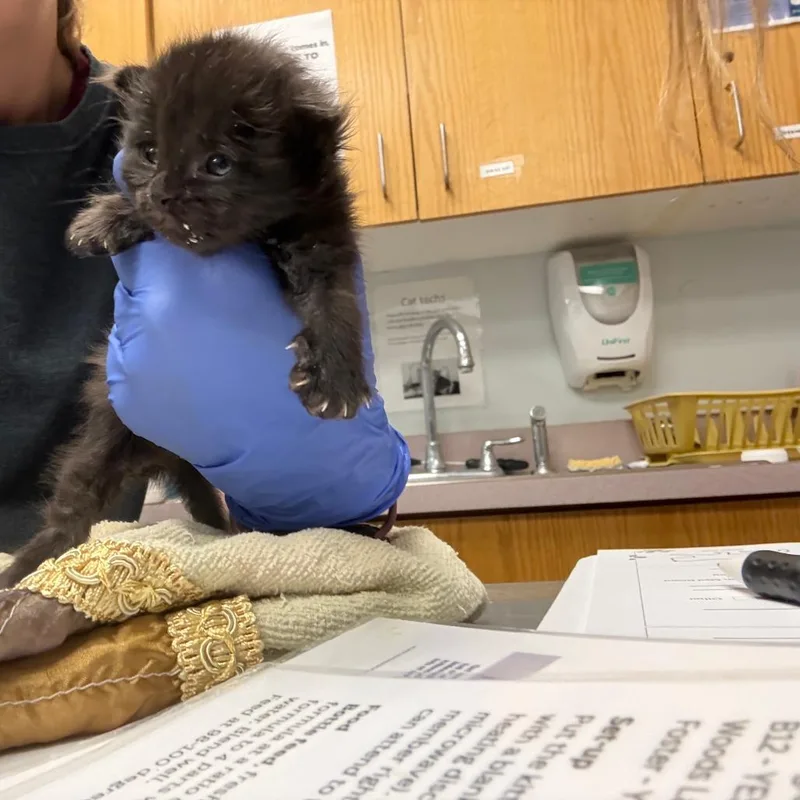 A baby small-sized female Black Domestic Short Hair cat named Sunflower for adoption in Durango, CO