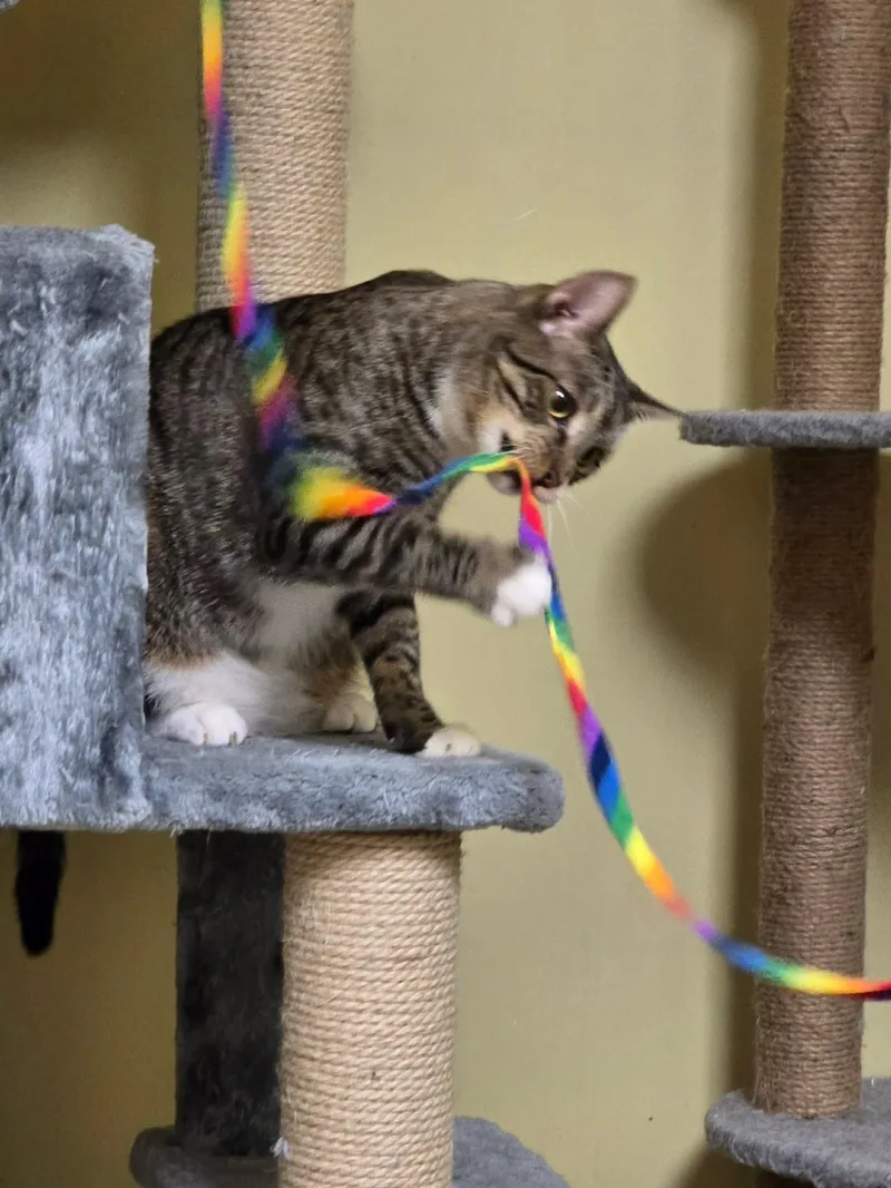 Simba thumbnail 5