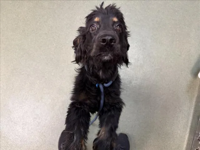 A young medium-sized male Mixed Breed dog named A for adoption in Santa Fe, NM