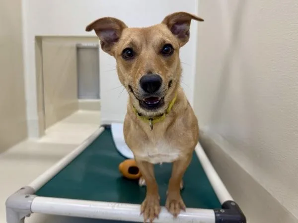 An adult medium-sized female Terrier dog named Cutie for adoption in Portland, OR