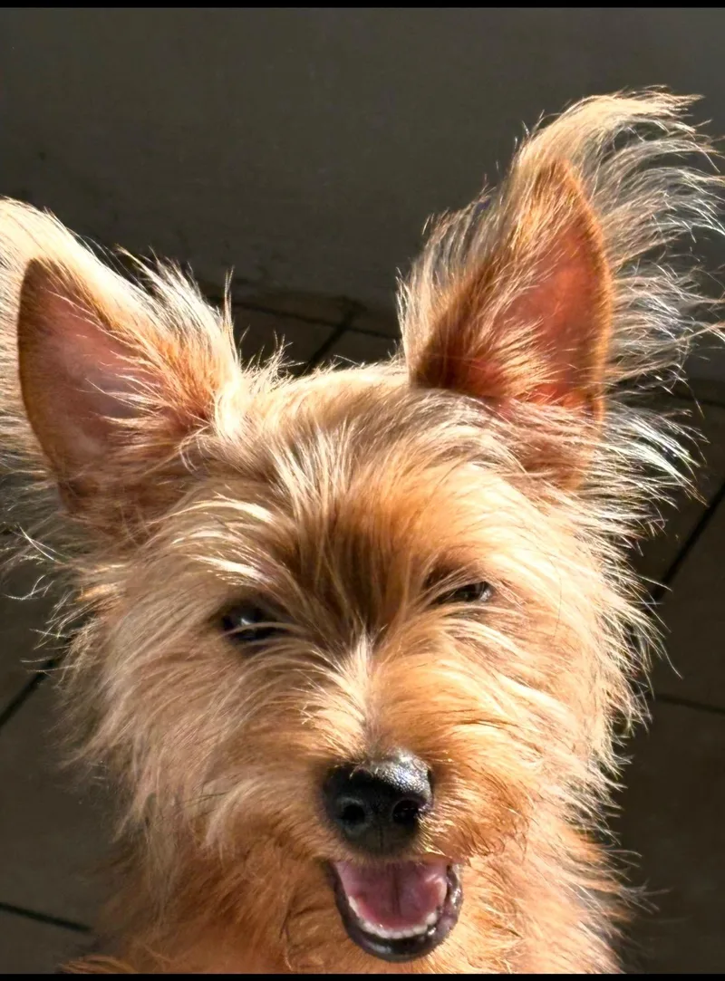 A young small-sized male Red / Chestnut / Orange Yorkshire Terrier dog named Leo for adoption in Newark, NJ