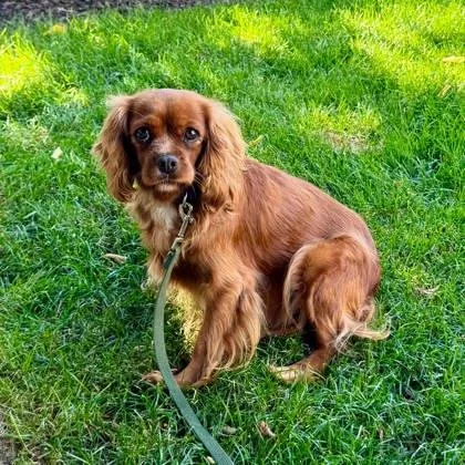 An adult small-sized female Cavalier King Charles Spaniel dog named Karri for adoption in Malvern, PA