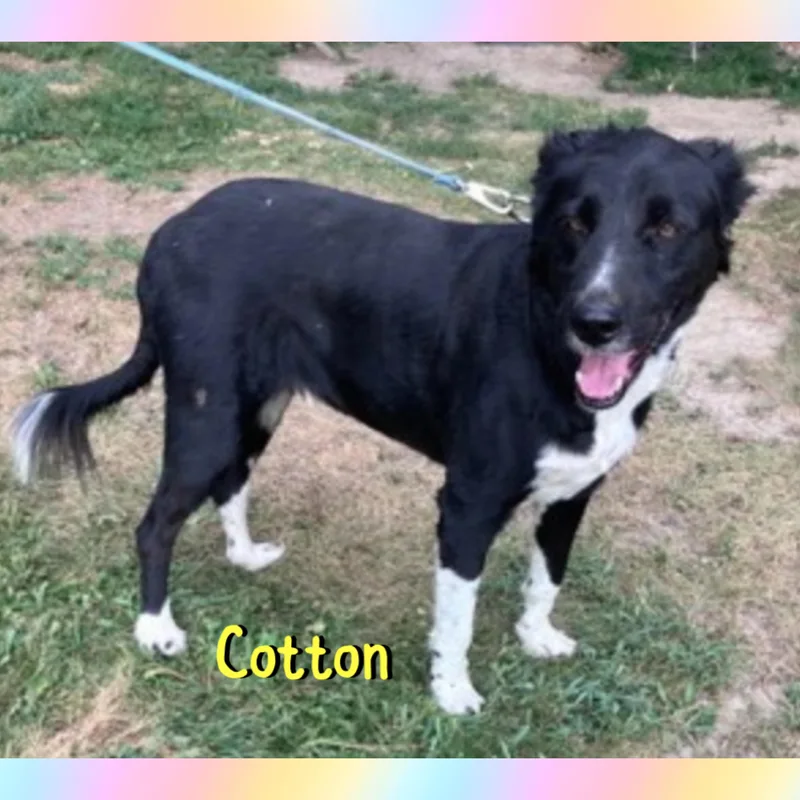 An adult medium-sized male Black Border Collie dog named Cotton for adoption in Red Lodge, MT