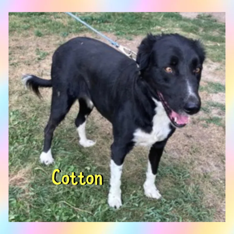 Cotton thumbnail 2